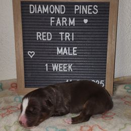 Grey - Red tri-color male Australian Shepherd puppy in Camp Verde, Arizona from Diamond Pines Farm