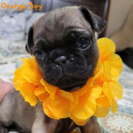 Orange Boy 2 - Fawn male Pug puppy in Weirsdale, Florida from Splash of Color Pug's