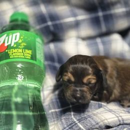 Cavapoo Puppies from Jessie's Puppies