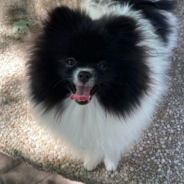 Rosie - Pomeranian