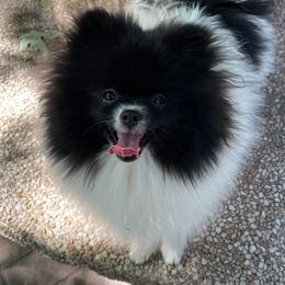 Rosie - Pomeranian