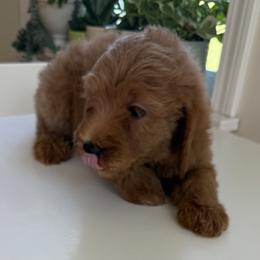 Riley - Red  female Goldendoodle puppy in Headland, Alabama from Amber Moon Goldendoodles