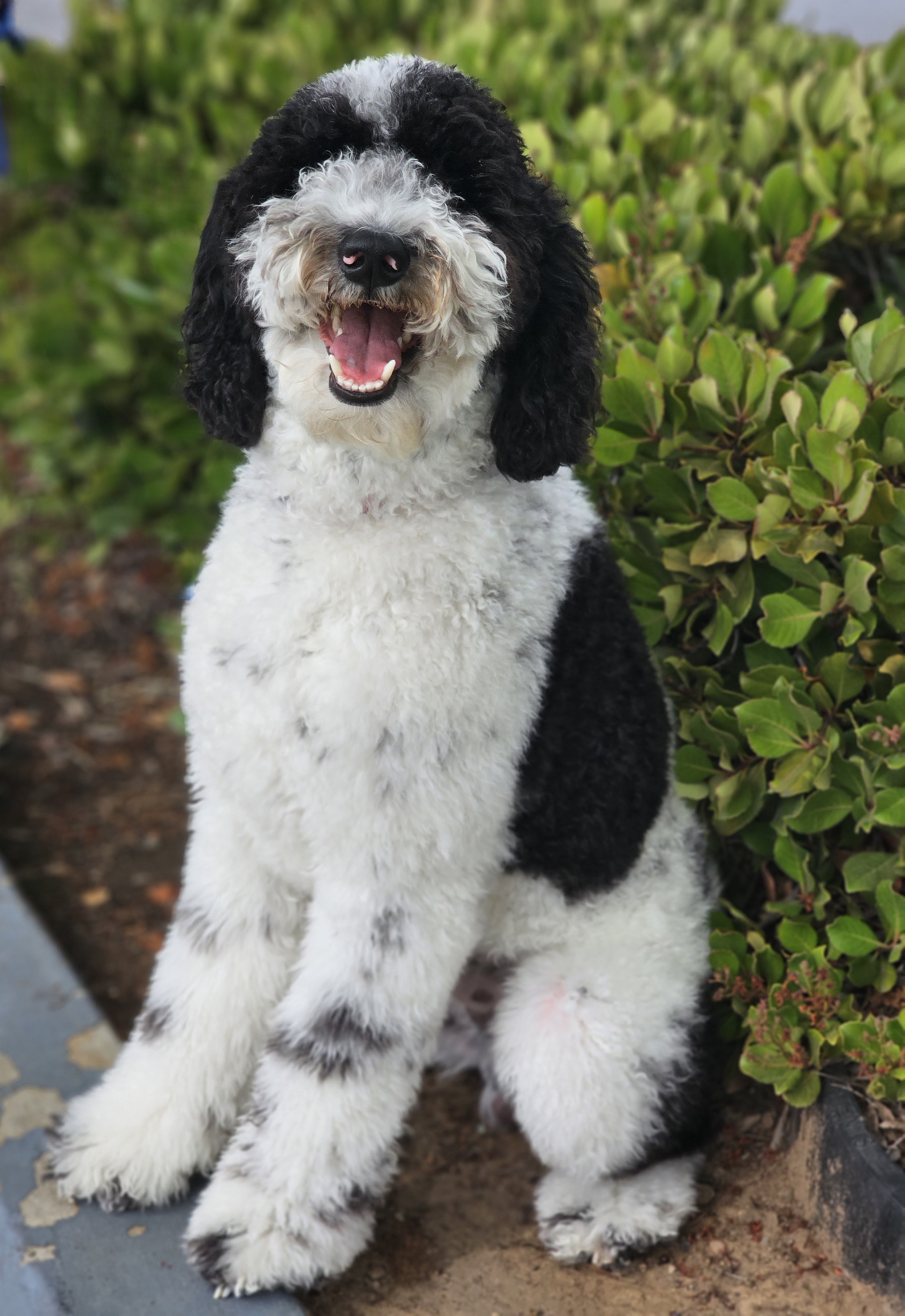 Aussiedoodle, Australian Shepherd, and Poodle All Grown Up from Foothill