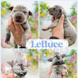 Lettuce - Merle male Great Dane puppy in Sac City, Iowa from Northern Great Danes of Colorado & Iowa