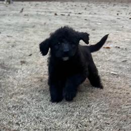 Donner - Black male Labradoodle puppy in Monticello, Georgia from Daylin’s Doodles & Labradors