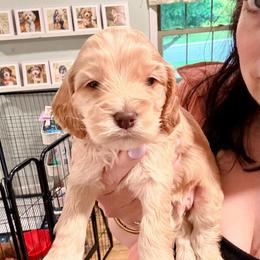 Solomon (red) - Buff male Cockapoo puppy in Denver, Pennsylvania from Greenview Puppies
