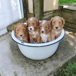 Girl 1 - Apricot female Australian Labradoodle puppy in Harrisonburg, Virginia from Crown Doodles