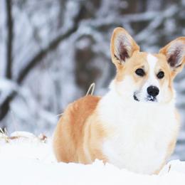 Pembroke Welsh Corgis from Bellwether Acres