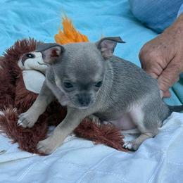 Blue Fawn Boy Price: 4,300 - Fawn male Chihuahua puppy in Summerfield, Florida from Uey’s Chihuahuas