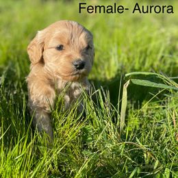 Goldendoodle Puppies from Doodle Paradise
