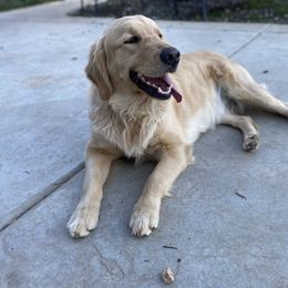 Golden Retriever Puppies from Rainy Day Goldens
