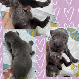 Sapphire - Blue female Great Dane puppy in Wellsville, New York from Prophecy Danes