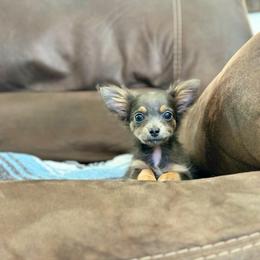 Darlin' ( 1,800) - Blue and tan female Chihuahua puppy in Alvord, Texas from Gift of Gods Favor