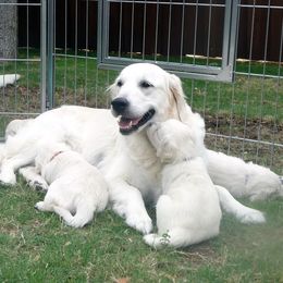 Golden Retrievers from Wyndance Goldens