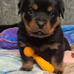 Girl 3 - Black and mahogany female Rottweiler puppy in De Witt, Iowa from Irish Eyes Kennels
