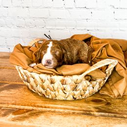 Bernedoodle and Goldendoodle Puppies from Larsen Litters