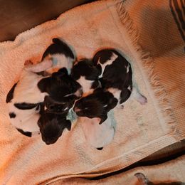 Boy 4 - Liver roan German Shorthaired Pointer puppy in Henderson, Texas from C4 Gun Dogs