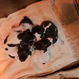 Boy 4 - Liver roan German Shorthaired Pointer puppy in Henderson, Texas from C4 Gun Dogs