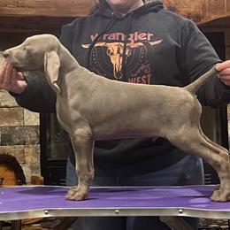 Bam - Gray male Weimaraner puppy in Toccoa, Georgia from Colfaidar Weimaraners