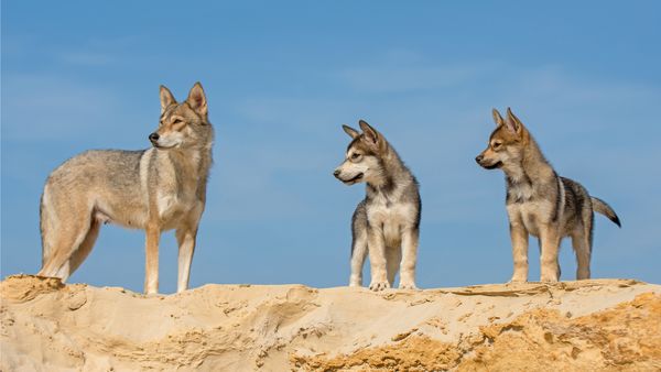 Find Tamaskan puppies for sale