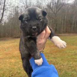 Green - Agouti and white male Siberian Husky puppy in Jonesborough, Tennessee from Dry Creek Siberians