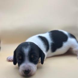 Darla - Piebald female Dachshund puppy in Waycross, Georgia from Southern Paws