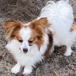 Una - Papillon