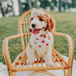 Faille - Parti female Goldendoodle puppy in Jamestown, Kentucky from Dreamy Goldendoodles