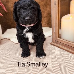 Cove - Black female Poodle puppy in Woodleaf, North Carolina from Circle T Ranch K9s