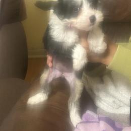 HHL female - Black and white female Chinese Crested puppy in Agricola, Mississippi from Xiao Lin Chinese Cresteds