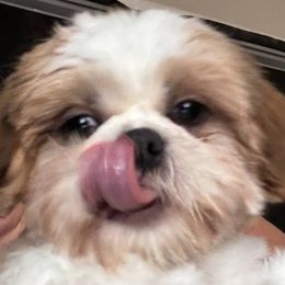 River - Shih Tzu