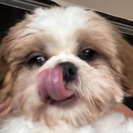 River - Shih Tzu