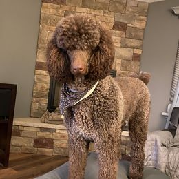 Boone - Poodle