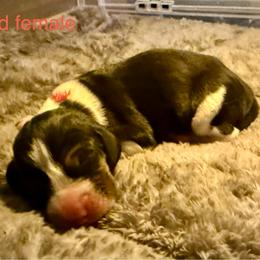 Red girl - Tri-colored female Treeing Walker Coonhound puppy in Lovelady, Texas from 3 Color Kennel