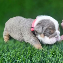 Pinky - Lilac tri-color female Bulldog puppy in Burleson, Texas from Diamond Deluxx Frenchies