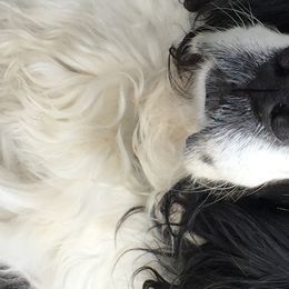 English Springer Spaniels from Silver Spruce Springer Spaniels