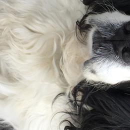 English Springer Spaniels from Silver Spruce Springer Spaniels