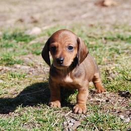 AKC Jameson - Red male Dachshund puppy in Billings, Missouri from Bundles of Joy