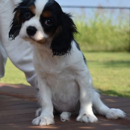 Emily - Tri-color female Cavalier King Charles Spaniel puppy in Lula, Georgia from Cavaliers by Crumley