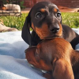 Dachshunds from Loveable Doxie