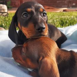 Dachshunds from Loveable Doxie
