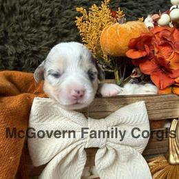Taffy - Blue merle and white female American Corgi puppy in Paxton, Illinois from McGovern Family Corgis