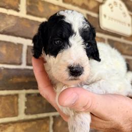 Boone - Parti male Goldendoodle puppy in Macclenny, Florida from Baker County Goldendoodles