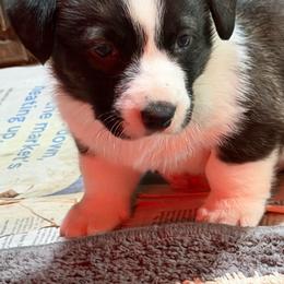 Boy 1 - Brindle and white male Cardigan Welsh Corgi puppy in Buskirk, New York from Hana-K’s Cardigan Welsh Corgis