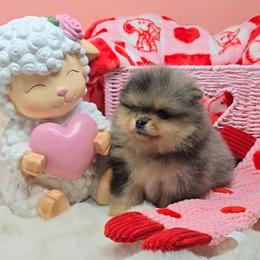 Theo - Blue and tan male Pomeranian puppy in Los Angeles, California from Pommies of LA