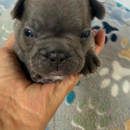Blue collar - Blue male French Bulldog puppy in Livingston, Texas from Drake Home Frenchies