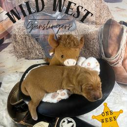 Boy 5 - Dark golden male Golden Retriever puppy in Sentinel, Oklahoma from Tux Goldens