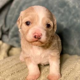 Girl 1 - Gold and white female Shihpoo puppy in Tropic, Utah from Lady Paws-Kara