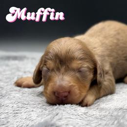MUFFIN - Dapple female Dachshund puppy in Alto, Texas from Double W Doxies