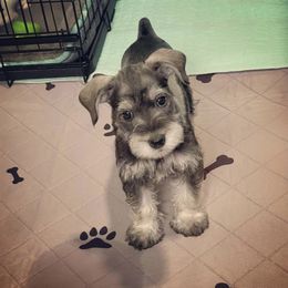 Miniature Schnauzer Puppies from Miniature Schnauzer Paradise llc